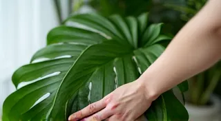 Cleaning Your Houseplants: Removing Dust and Keeping Leaves Shiny