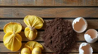 DIY Plant Food: Natural Recipes for Happy Houseplants