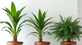 The Best Houseplants for Beginners: Easy-Care Options to Get Started