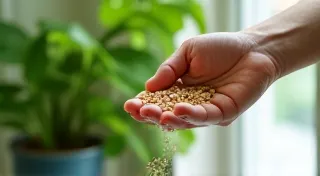 Fertilizing Your Houseplants: A Beginner's Guide to Nutrients