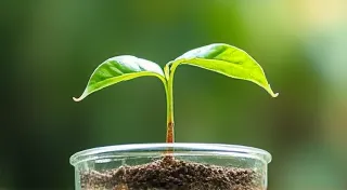 Propagating Houseplants: Expanding Your Collection for Free