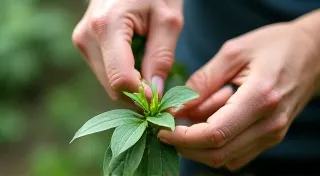 Pruning Houseplants: Encouraging Bushy Growth and Removing Dead Foliage