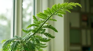 Sunlight Secrets: Finding the Perfect Spot for Your Indoor Plants