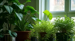 Best Plants for Low Light: Thriving in Shady Spaces