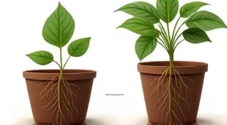 Choosing the Right Pot Size: A Guide for Happy Roots