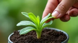 Watering 101: Avoiding Overwatering and Underwatering Your Houseplants