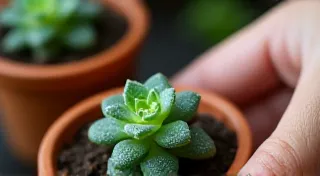 The Ultimate Watering Guide for New Plant Parents