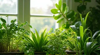 The Ultimate Guide to Watering Houseplants: Avoid Overwatering & Underwatering